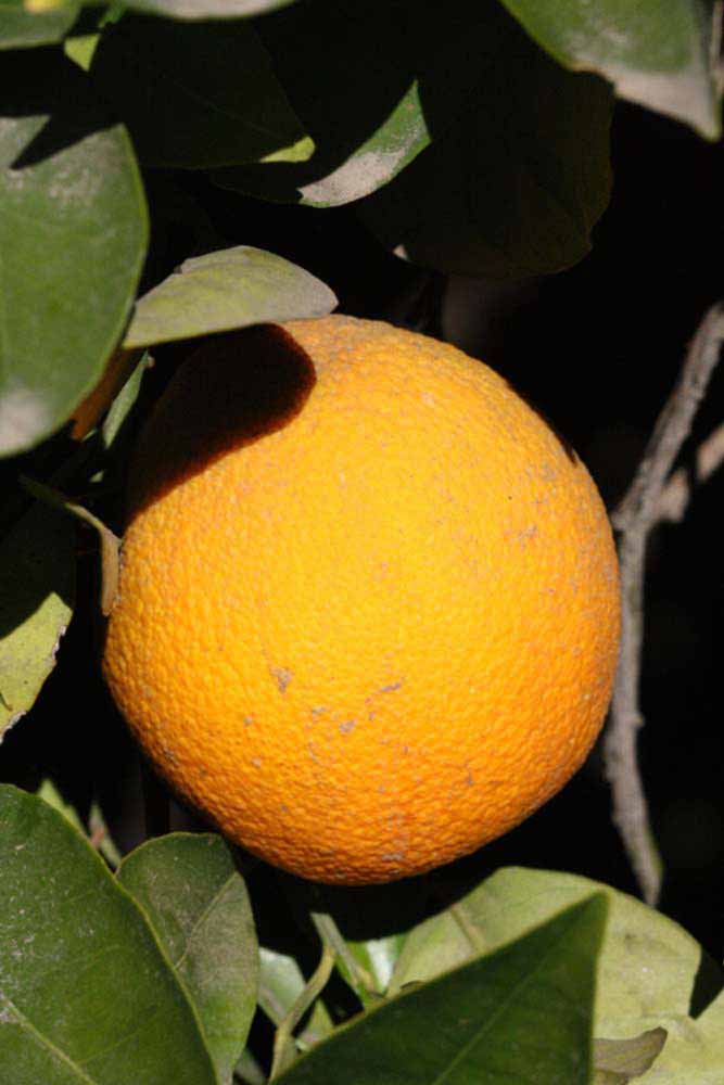            Fruit (Riverside, CA)   